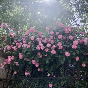 公厕公厕GayGAyGay
